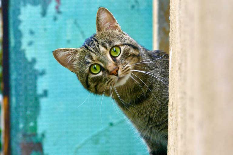 Lost Outdoor Cat