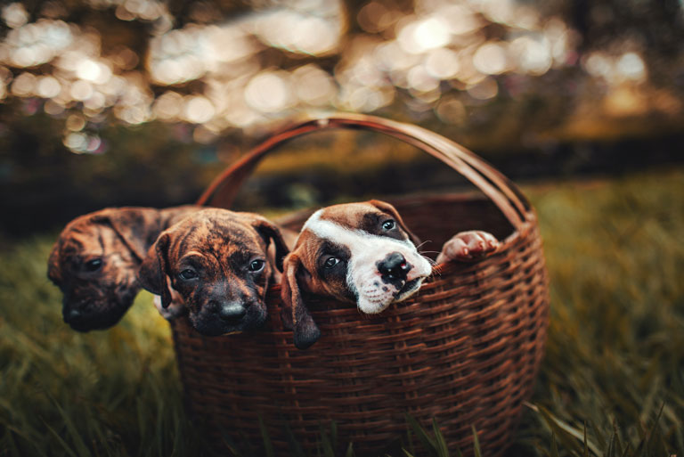 Puppy Scams and Fraud 