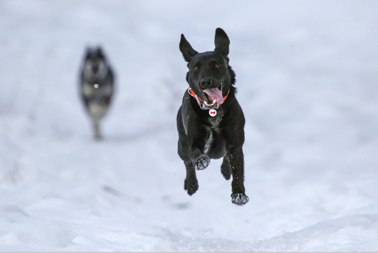 How to Stop Your Dog From Running Away