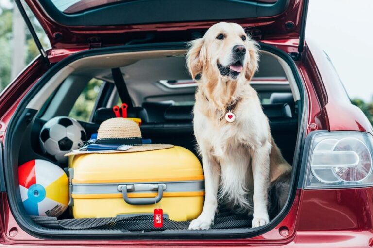 Airlines Can Lose Your Pets