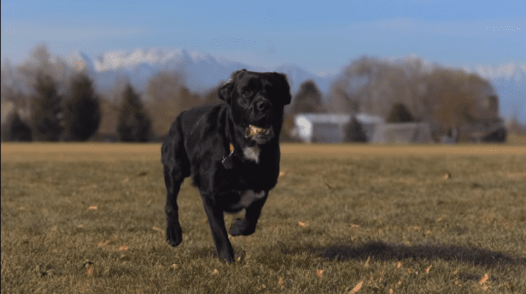 why dog run away
