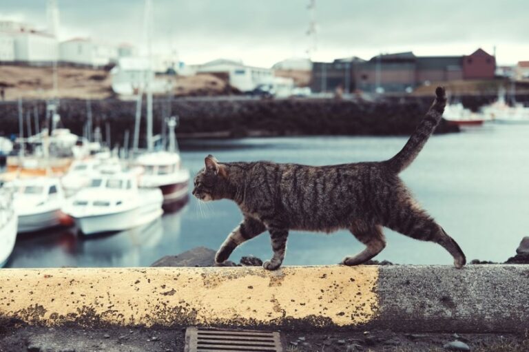 Can Cats Find Their Way Home