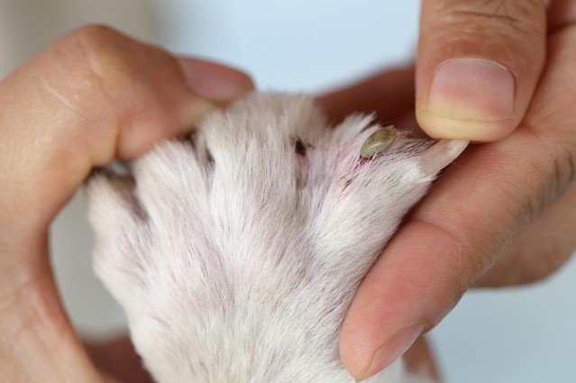 Tick On Your Dog