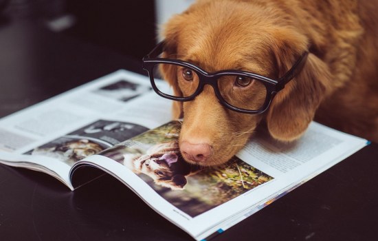All About Pets