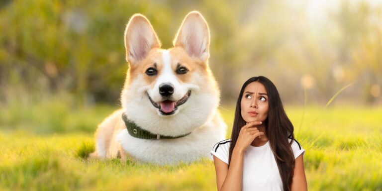 How to Determine a Dog's Age